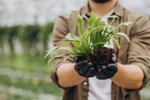 Man Florist Working Green House 500x334