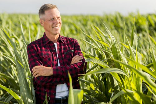 Medium View Man Cornfield